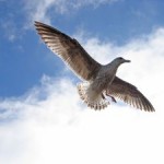 504960_seagull