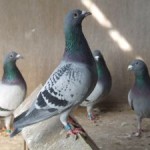 513442_pigeon_in_loft