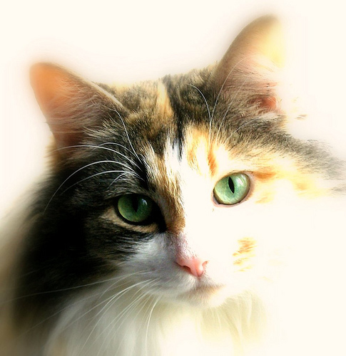 Air Travel Rules: Flying With Pets