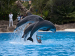 Loro Park.jpg